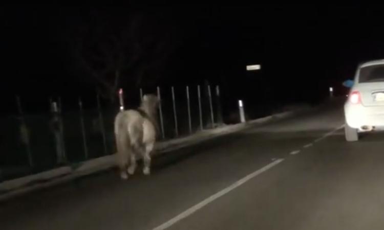 Un pony a spasso di notte... per la strada dei "Rotelli" - VIDEO