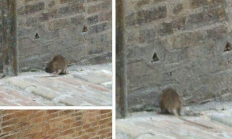 Un grosso topo a spasso per Macerata