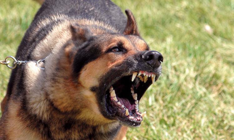 Commerciante aggredita dal suo cane: operata al volto ad Ancona