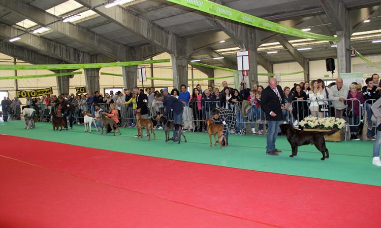 Bellissimi cani a Villa Potenza per la 23esima esposizione cinofila