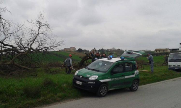 Querce secolari abbattute ad Appignano: interviene la Forestale
