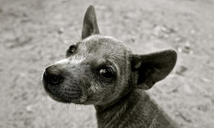 Roberto e la sua Cherie: "il mio cane è morto per salvare me"