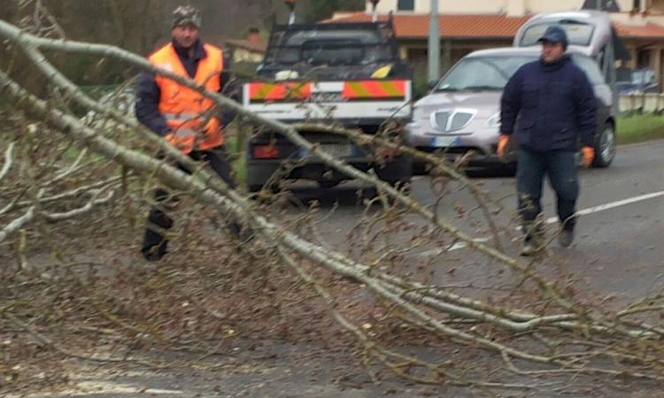 Finisce con l'auto contro una pianta caduta per il vento: anziano in ospedale