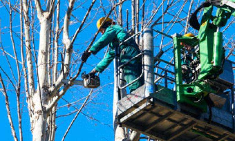 Potatura alberi strada comunale Madonna del Monte – Sambucheto, modifiche alla viabilità