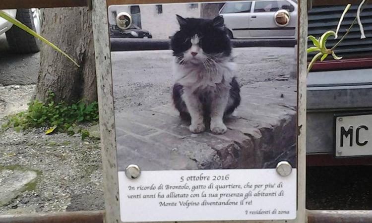 Monte Volpino: una targa per ricordare Brontolo, il gatto di quartiere