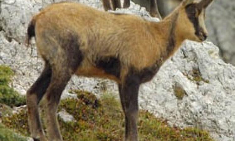 Parco Nazionale dei Monti Sibillini: la reintroduzione del Camoscio appenninico tra i migliori progetti d’Europa