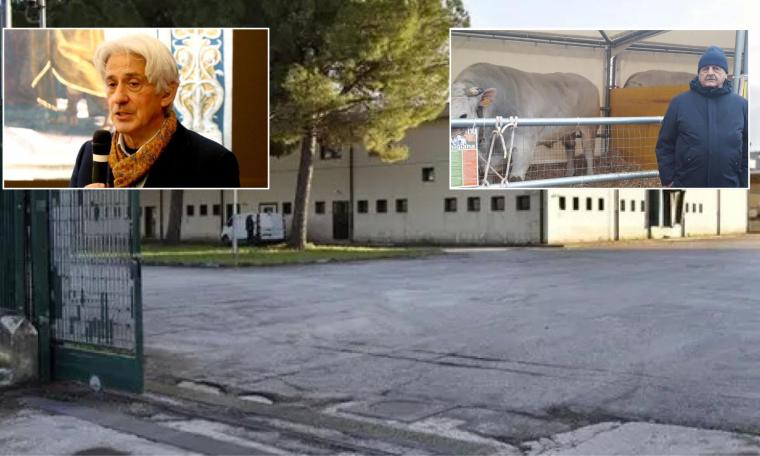 Parcaroli e l’asta per il mattatoio. Lui è vegano e non voleva farsi complice dell’eccidio bovino