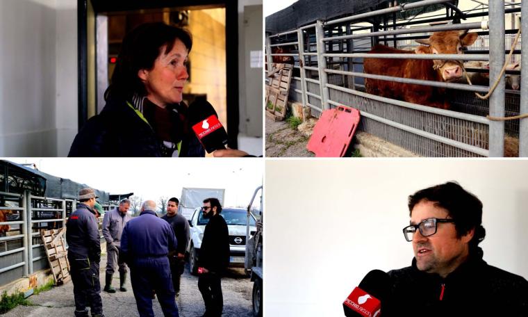 Mattatoio di Macerata verso la chiusura, gli allevatori: "Cosi le nostre stalle sono a rischio" (FOTO e VIDEO)