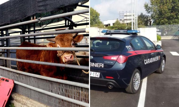 Morrovalle, scoperto un mattatoio clandestino a Trodica: quattro denunce e 40 animali tratti in salvo