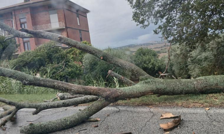 Maltempo, albero cade dopo una curva a Morrovalle: automobilista lo evita e lancia l'allarme