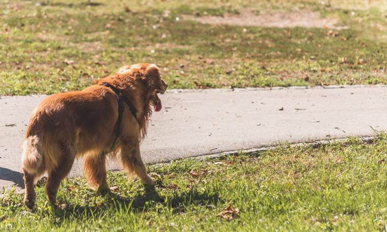 Corridonia - Spaventato dal cane del vicino, cade e viene licenziato: condanna da 112mila euro per il proprietario